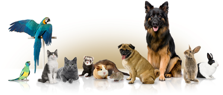 Our Firm Is Often Involved In Disputes Over Pets In - Macaws As Pets: Macaw Parrot Facts & Information, (752x329), Png Download