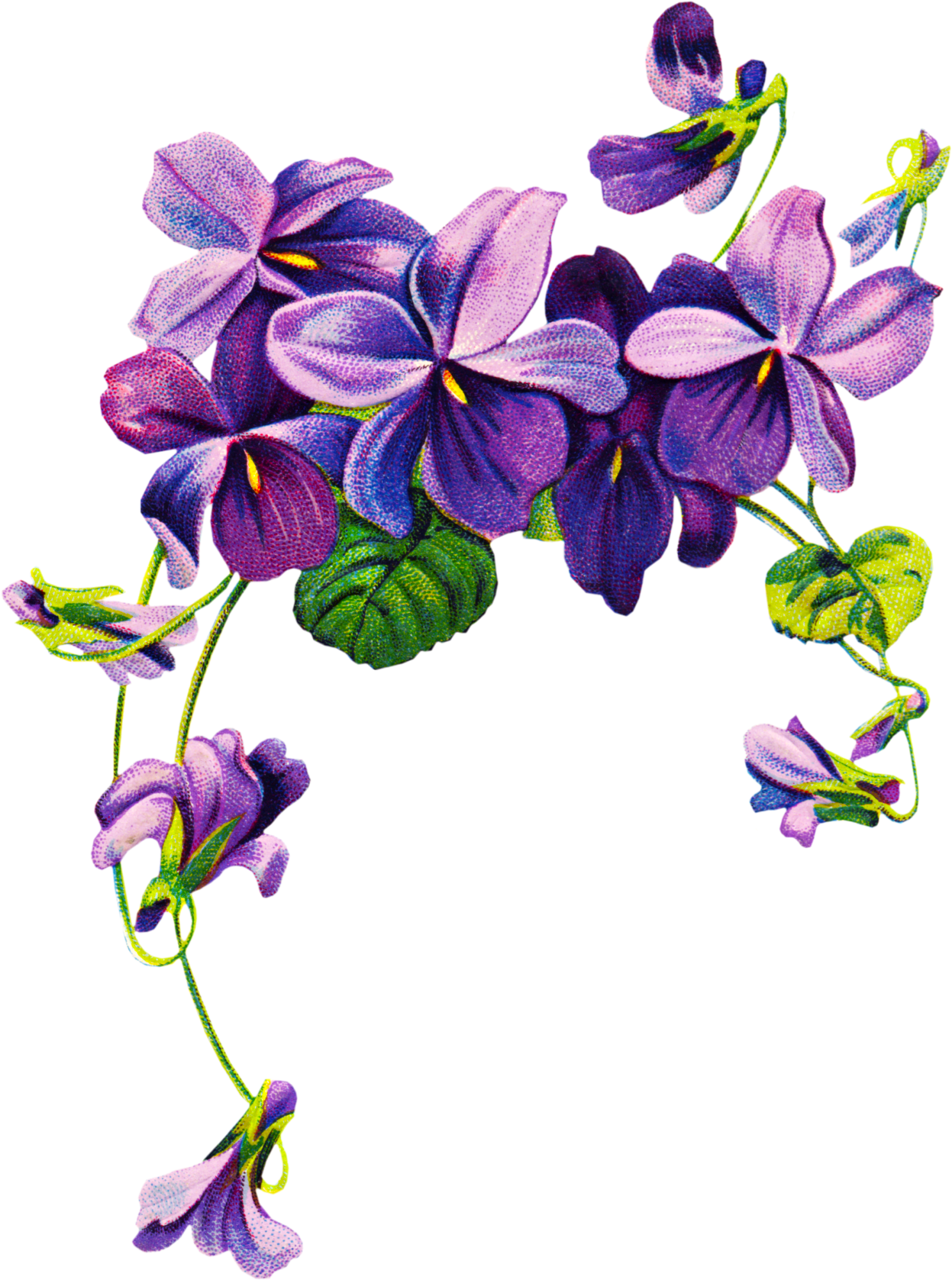 Violets Vintage Clipart - Purple Flower Border Png (1487x2000), Png Download