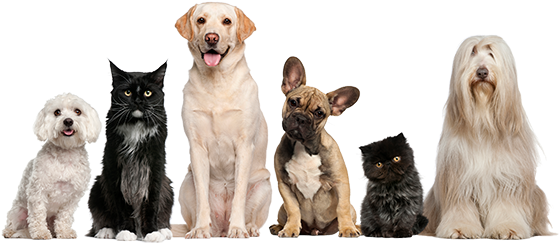 Pets - Pernapure 16oz Jar Green Lipped Mussel Powder - Canine, (576x281), Png Download