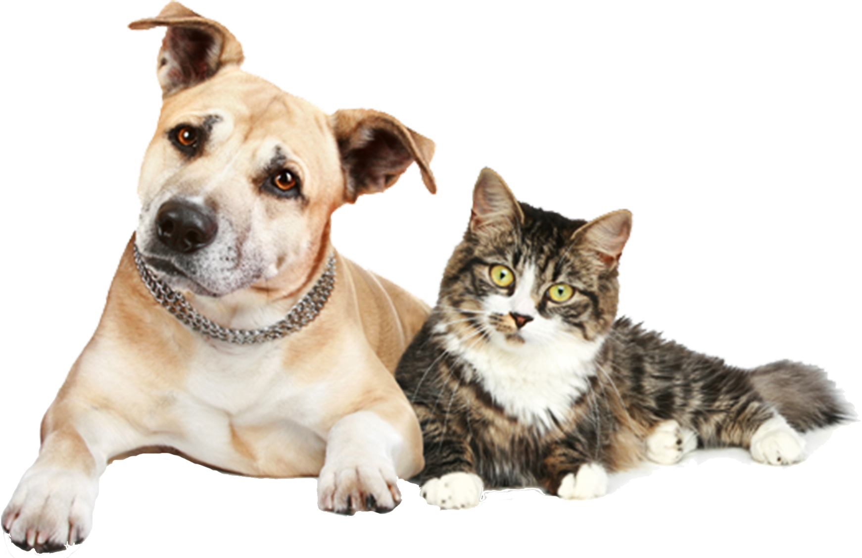 Our Staff Has The Experience, Education And Equipment - Dog And Cat Png (1742x1127), Png Download