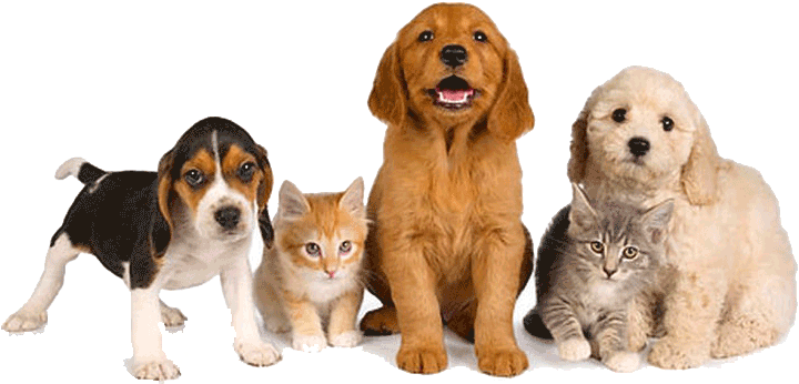 Pet Friendly Drug Rehab - Transparent Dog And Cat (728x355), Png Download