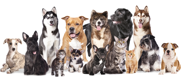 We Love Your Pets - Spca Dogs And Cats (600x257), Png Download