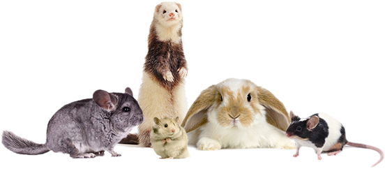 Hamster-gerbil - B.v.e. Luxury Organic Anti Aging Night Cream - (576x288), Png Download