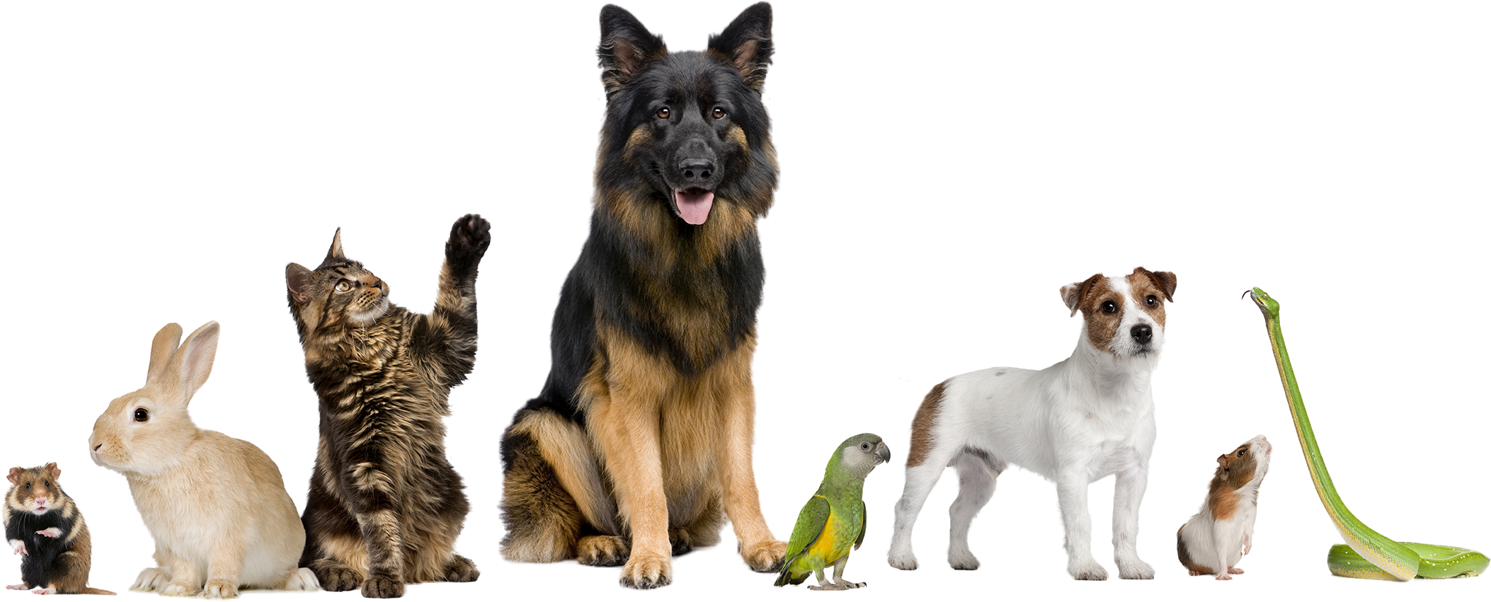 Custom Compounded Medications For Your Pets - Pets Together (2244x940), Png Download