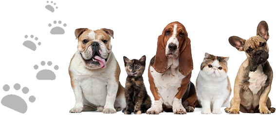 Pet Preparedness - Retinol Cream 2.5%, Organic With Hyaluronic Acid, 2 (590x250), Png Download