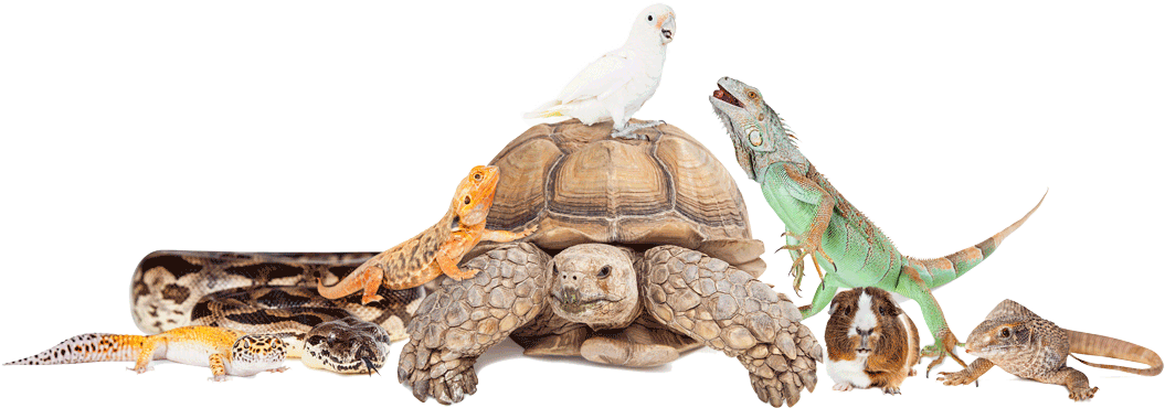 Adam's Pet Safari - Group Of Exotic Pets (1080x467), Png Download