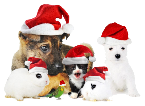 Xmaspets - Holiday Dogs And Cats (472x346), Png Download