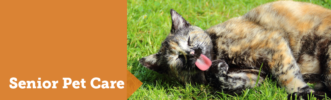 Senior Pets Are Paw-sitively Wonderful They Bring Exceptional - Cat (1154x350), Png Download