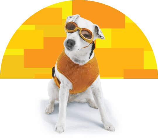 We Love Our Pets - Beaverton Toyota (540x473), Png Download