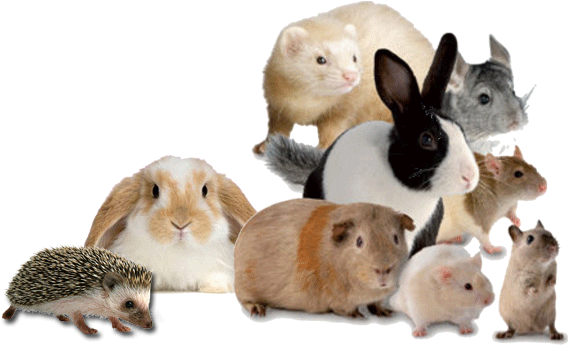 Though Most Of The People Keep Cats And Dogs As Their - Cafepress Lop Rabbit Rectangular Canvas Pillow (589x366), Png Download