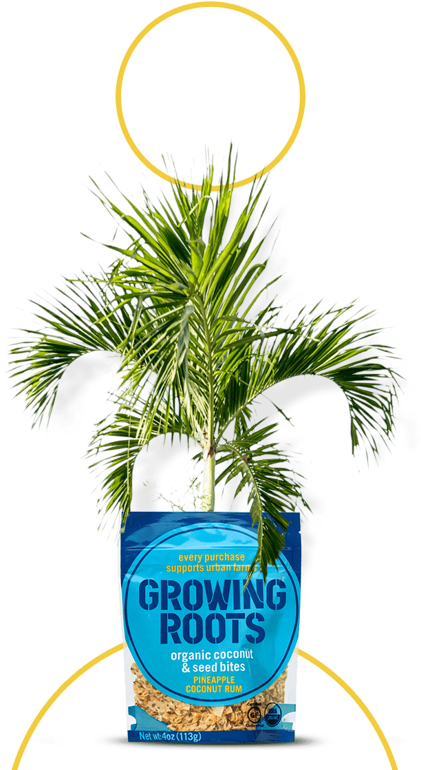 Mission Tree Mission Tree - Tree (1200x1119), Png Download