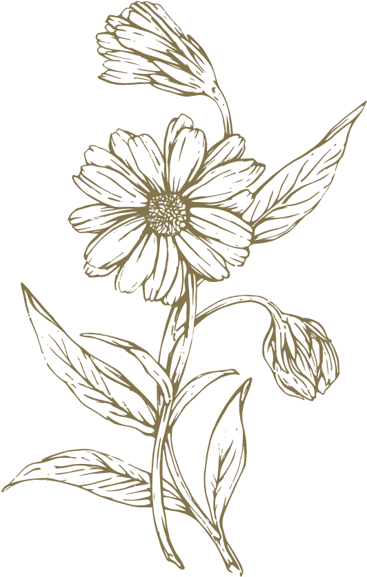 Freeuse Download At Getdrawings Com Free For Personal - Lily Family (950x950), Png Download