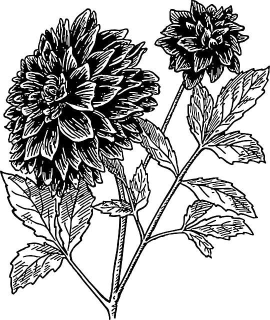 Drawings Of Flowers In Black And White - Dahlia Clipart Black And White (540x640), Png Download