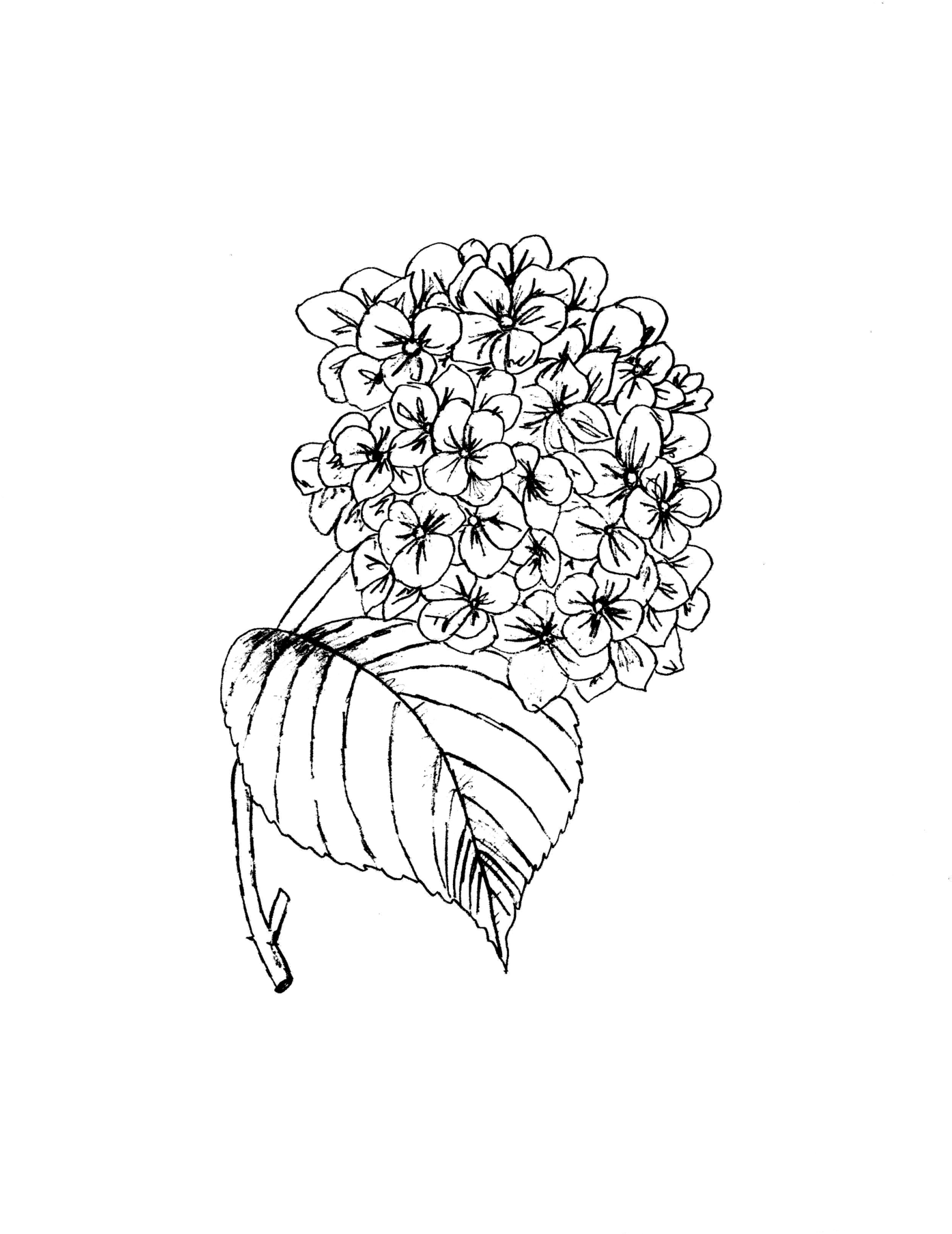 The Eden Fl Flower Guide A Bride S Manual To The Most - Line Art (1600x2074), Png Download