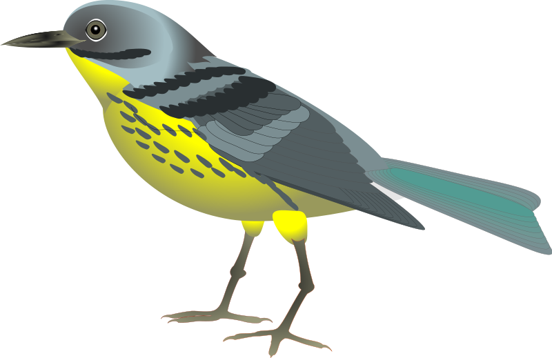 Bird Graphics Clip Art - Animal And Birds Png (800x519), Png Download