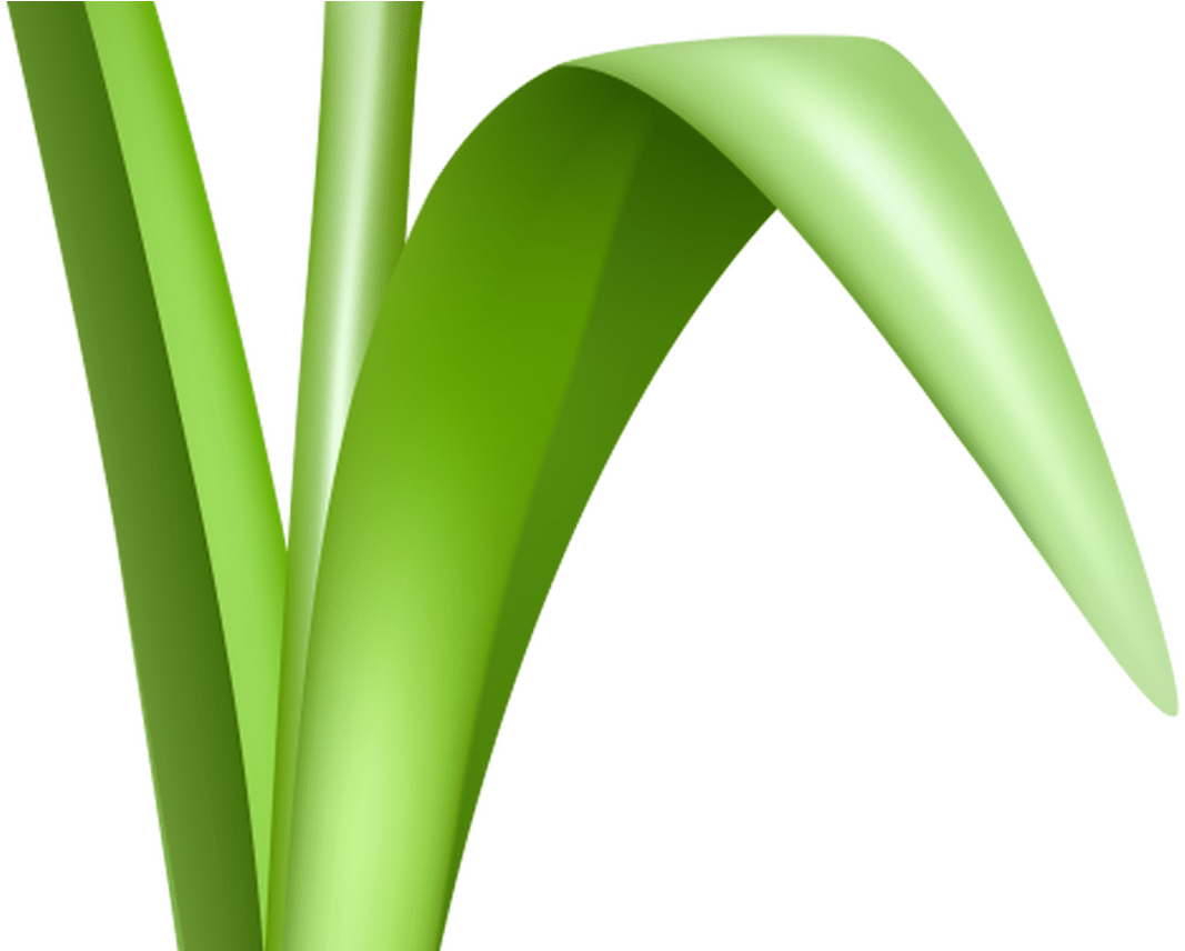 Free Flower Clipart Transparent Background Free Download - Portable Network Graphics (1368x855), Png Download