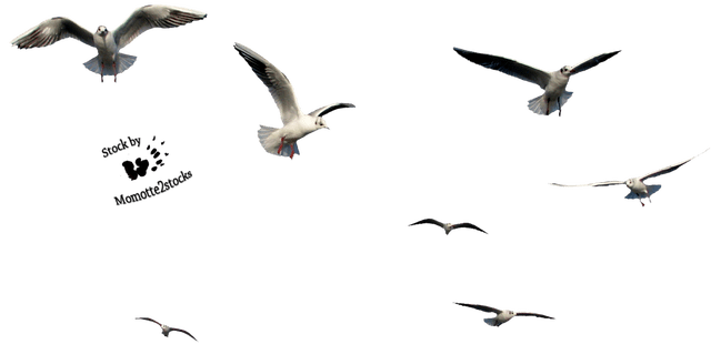 Out Stock Png 45 Seven Flying Seaguls By Momotte2stocks - Birds Cut Out Png (640x310), Png Download