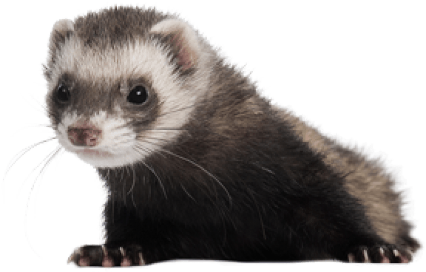 Free Png Ferret Png Images Transparent - Ferret Png (850x544), Png Download
