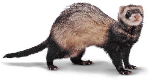 Picture Free Reader S Choice I Am Anne Bivalent - Ferret Png (500x294), Png Download