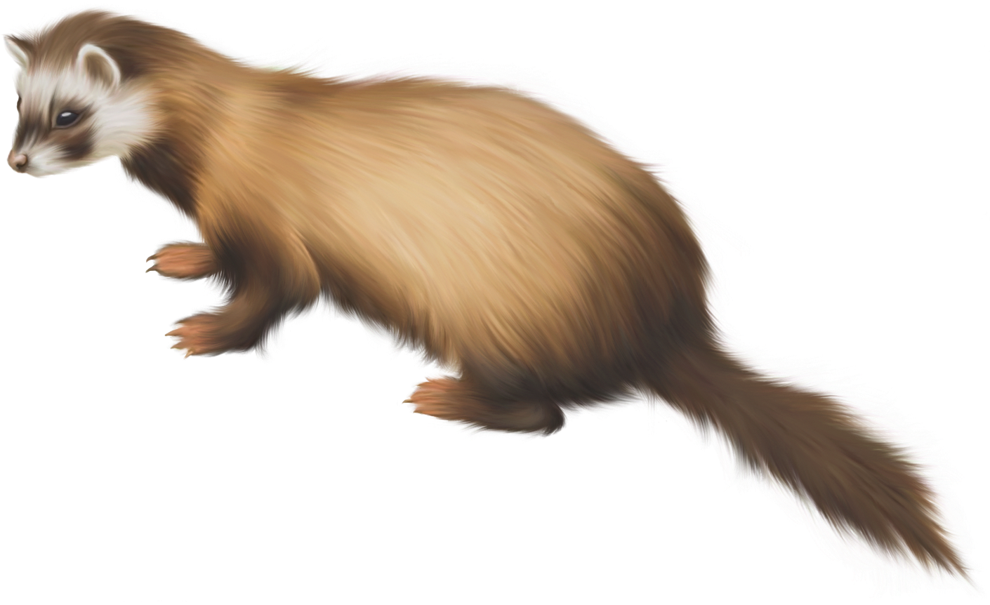 Ferret Png Clip Art - Weasel (1431x885), Png Download