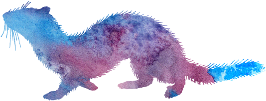 Bleed Area May Not Be Visible - Ferret (600x480), Png Download