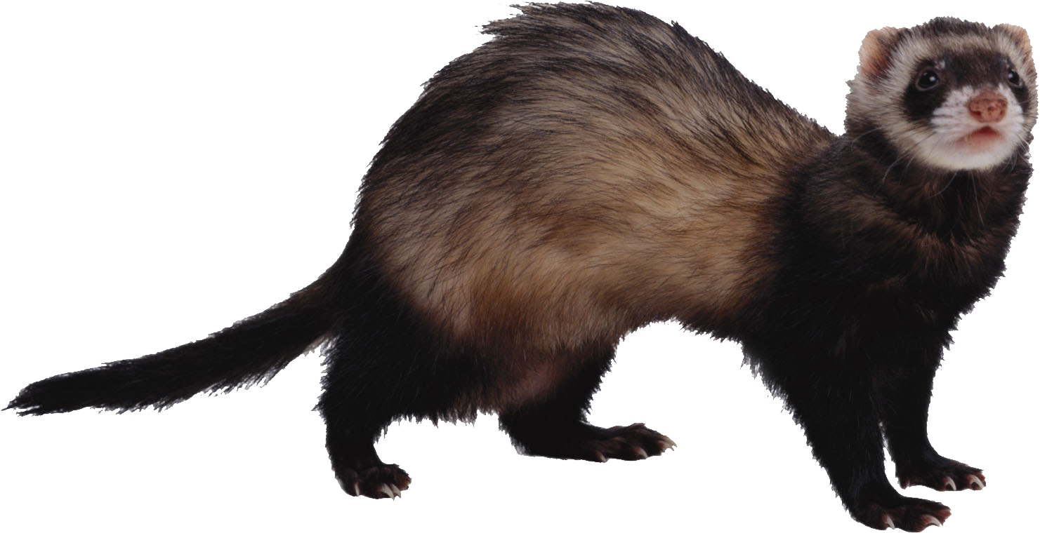 Ferret Png (1481x760), Png Download