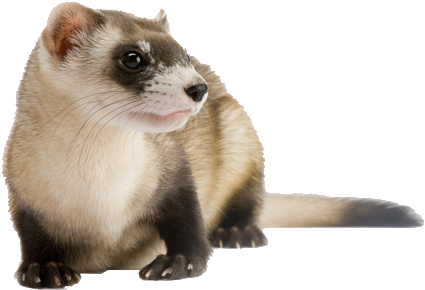 Ferret - Poster: Sartore's An Endangered Black-footed Ferret, (501x333), Png Download