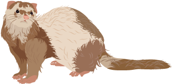 201502 Ferret - Wikimedia Commons (400x400), Png Download