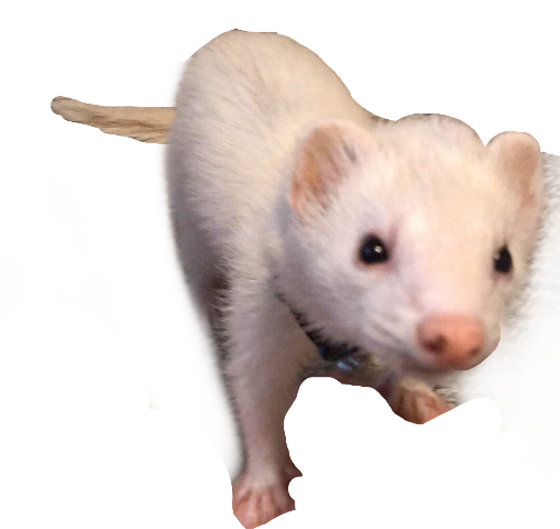 Ferret (509x480), Png Download