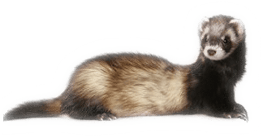 Free Png Ferret Png Images Transparent - Png Ferret (850x442), Png Download