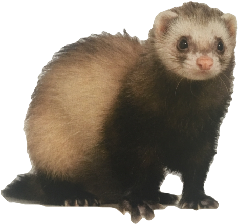 Dooking Ferret Rectangle Magnet (515x480), Png Download