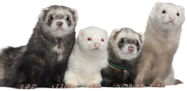 Ferret Png Picture - Four Ferrets (600x291), Png Download