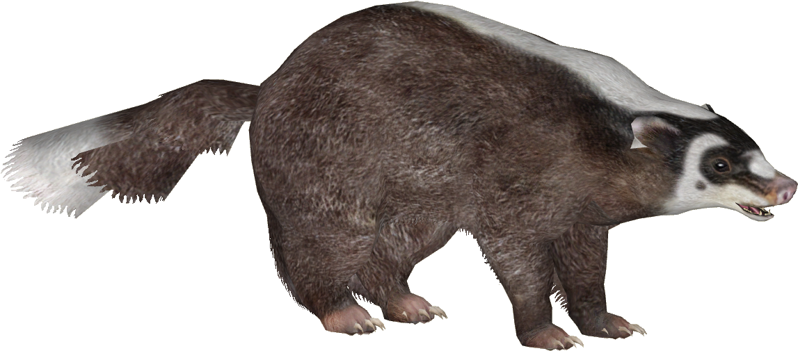 Burmese Ferret Badger - T-shirt (1146x1146), Png Download