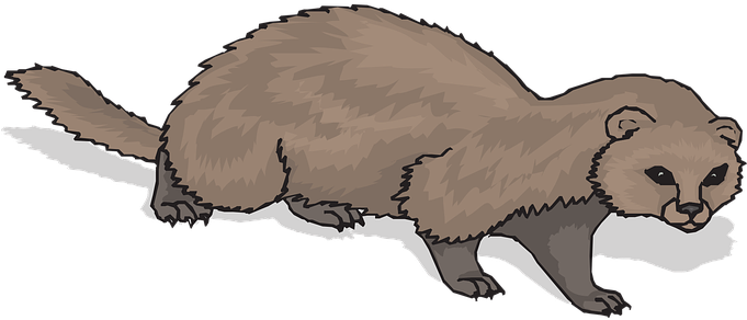 Ferret Animal Mammal Domestic Polecat Rode - Ferret Clipart Transparent (680x340), Png Download