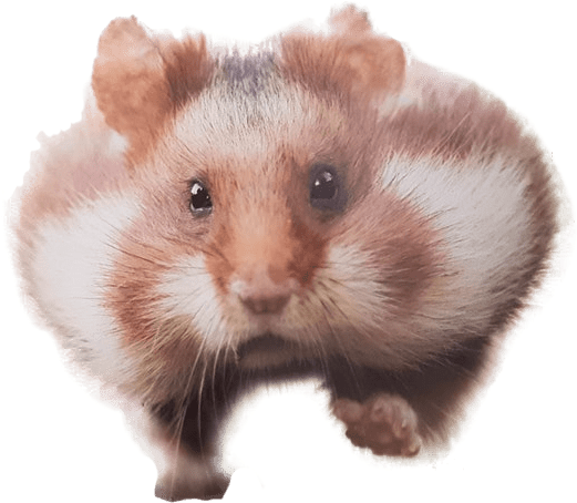 hamster transparent