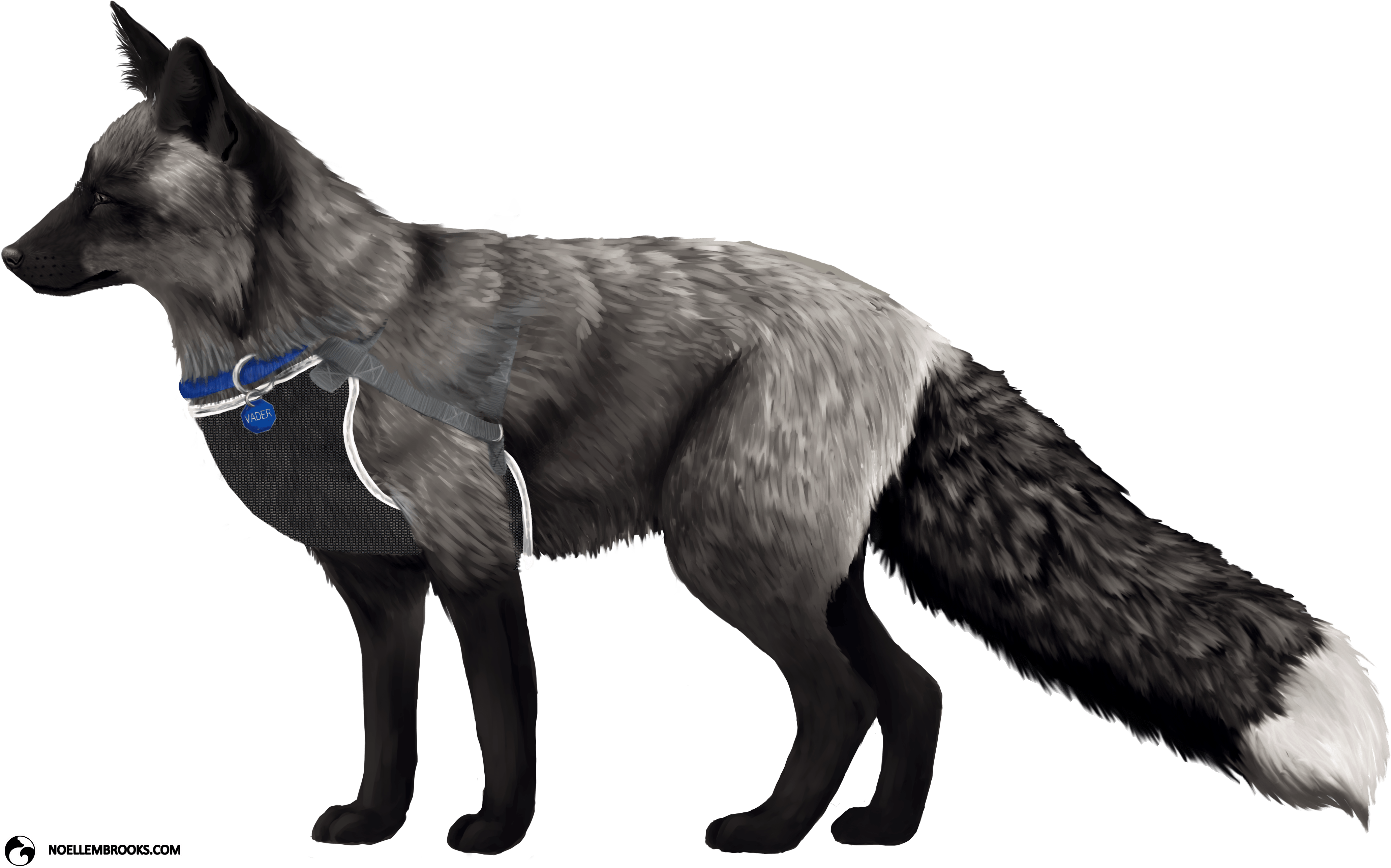 Fox Domestication And Pet Ownership - Fox Study Morphology (4147x2629), Png Download