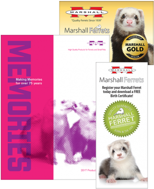 Ferret (350x417), Png Download