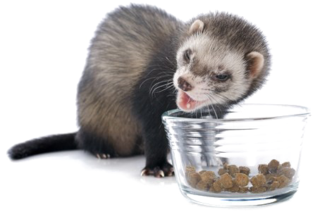 Ferret Transparent Images - Good Ferret (500x339), Png Download
