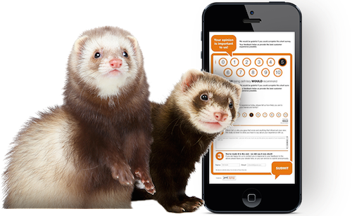 Connect - Ferret Posing On A White Backgrou Picture Ornament (500x308), Png Download