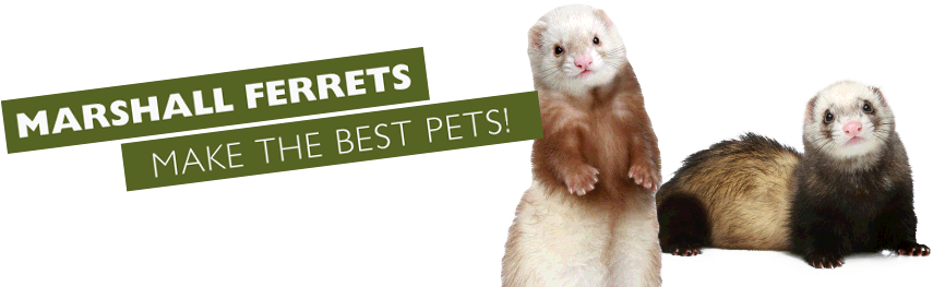 Ferrets & Ferret Products For Ferret Lovers - Professional Pet Products Ferret Fresh Odor Spray 8oz (984x262), Png Download