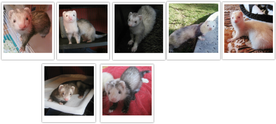 Virginia Opossum (918x413), Png Download