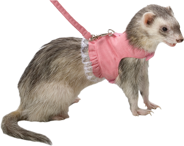 • Fashion Transparent Ferrets Shickens • - Harness And Leash For Ferret (796x550), Png Download