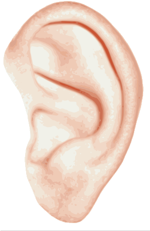 Single Ear Png - Left Ear (303x477), Png Download
