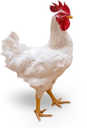Cobbmv Male - Poultry Png (400x529), Png Download