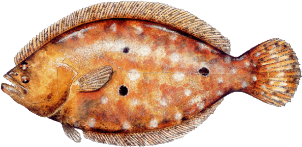 Gulf Flounder - Plie - Sport Fish Of The Gulf Book By Vic Dunaway (648x327), Png Download