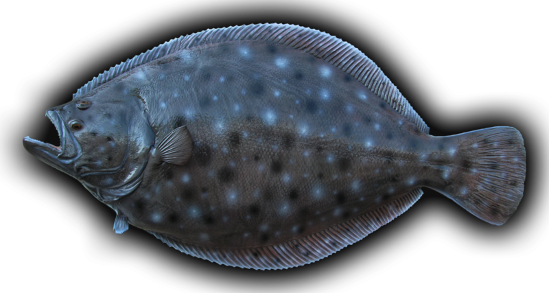 Flounder Fish Mount - Summer Flounder (800x427), Png Download