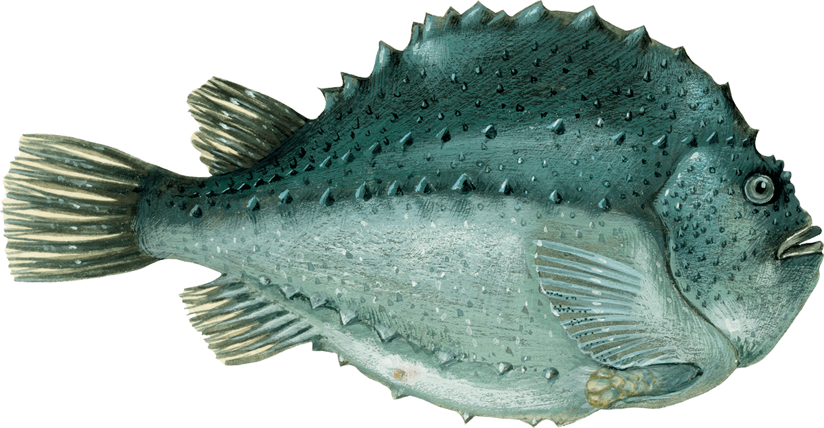 Lumpfish Suction (1200x624), Png Download
