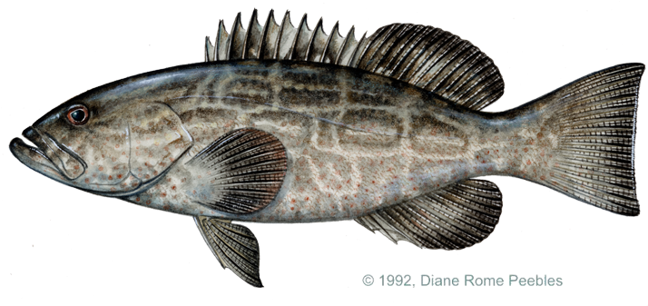 Grouper Black Mycteroperca Bonaci Seafood, Art Boards, - Black Grouper Fish (720x339), Png Download