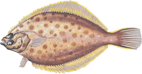 Yellowtail Flounder (500x262), Png Download