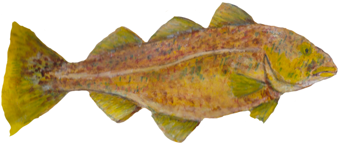 Studies Of Sea Life Drawn In Watercolor Pencils - Gulf Flounder (670x284), Png Download